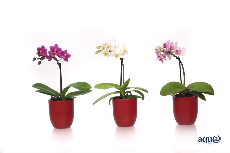 Phalaenopsis hybrid 17cm 6cm Pot