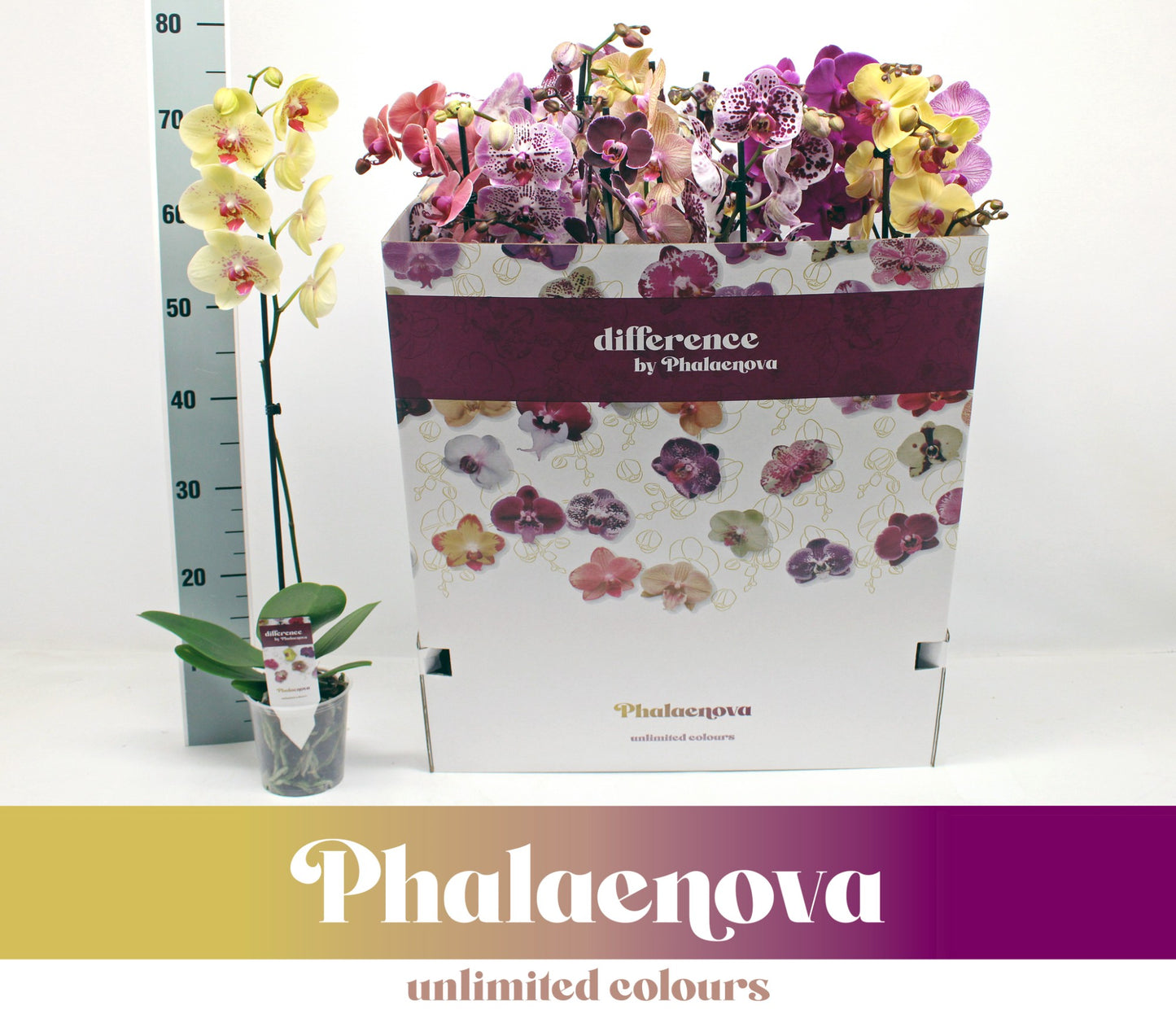 Phalaenopsis mix 12 colors 65cm 12cm Pot