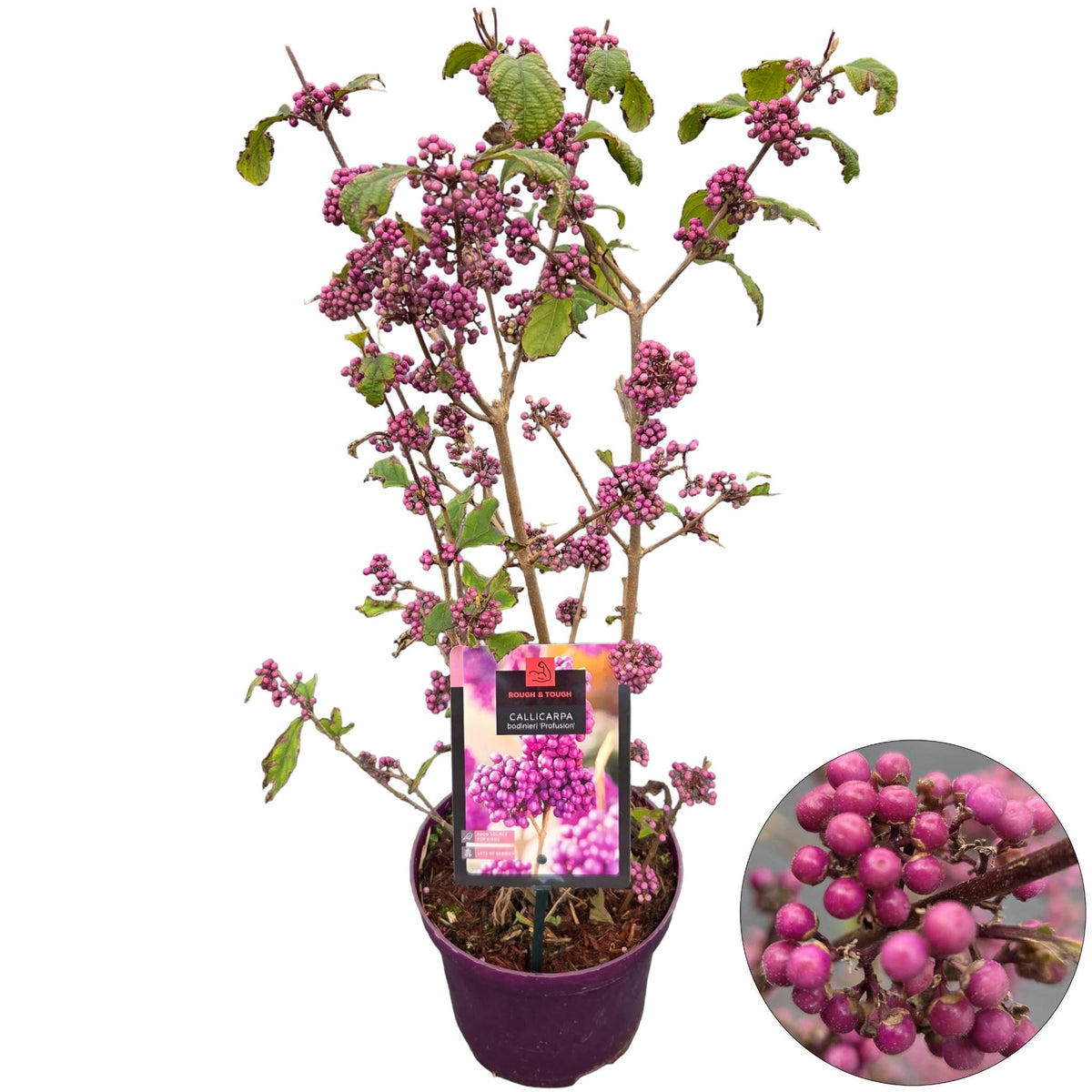Callicarpa bod. Profusion 60cm 19cm Pot