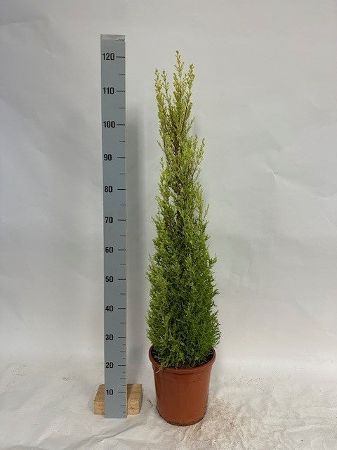 Cupressus Goldcrest Wilma 95cm 24cm Pot