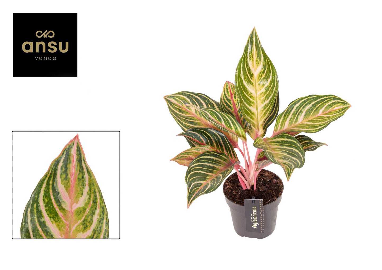 Aglaonema Dreamcatcher 40cm 12cm Pot