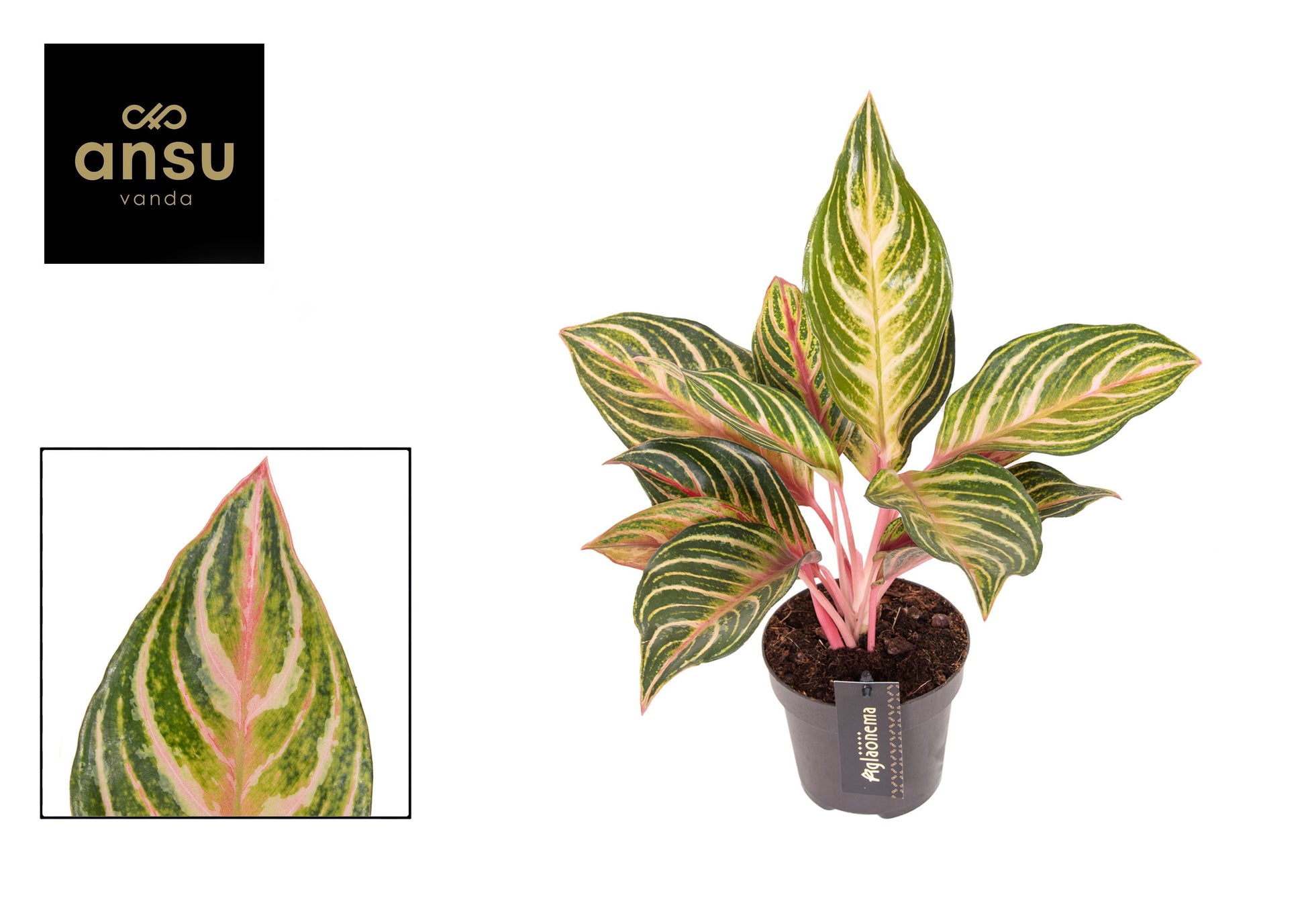 Aglaonema Dreamcatcher 40cm 12cm Pot
