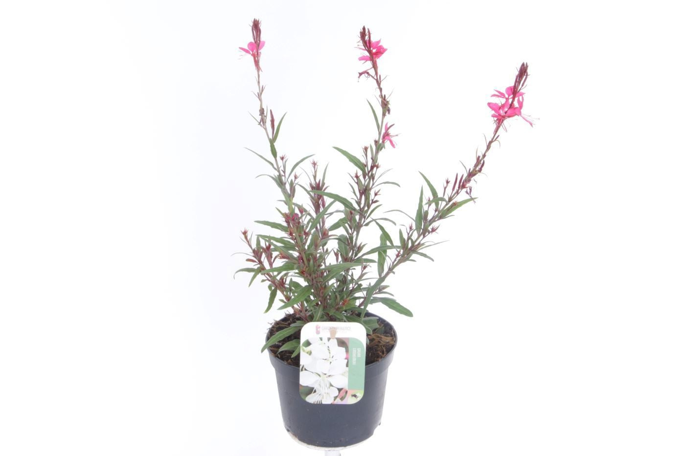 Gaura Gaudi Rose 40cm 13cm Pot