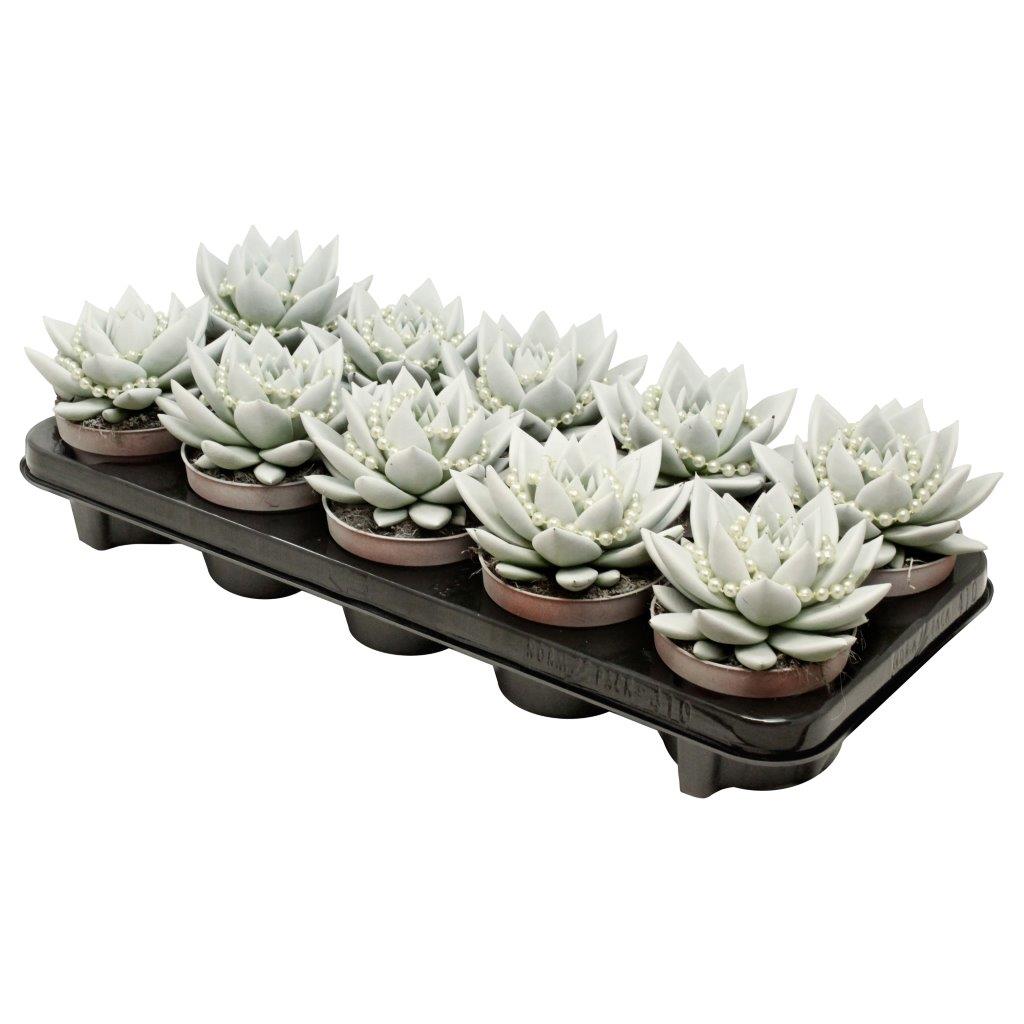 Echeveria Miranda 13cm 10.5cm Pot