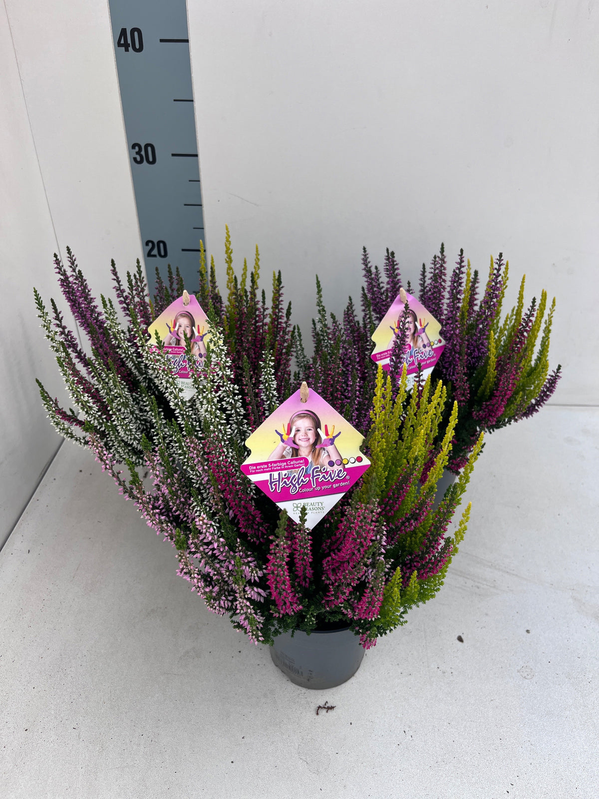 Calluna Beauty Ladies High Five 25cm 10.5cm Pot