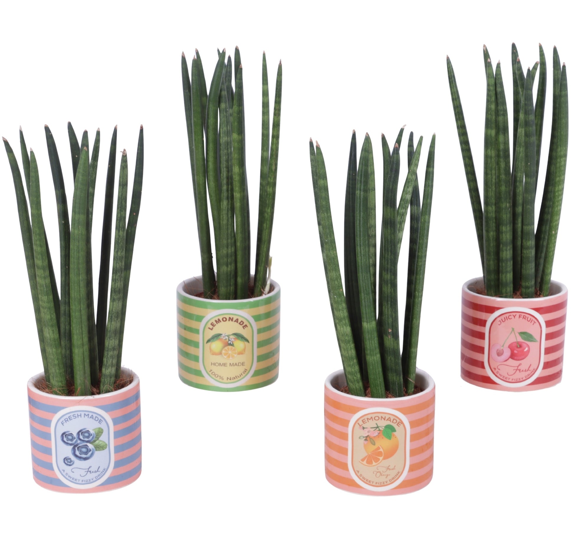 Sansevieria cylindrica 30cm 10cm Pot