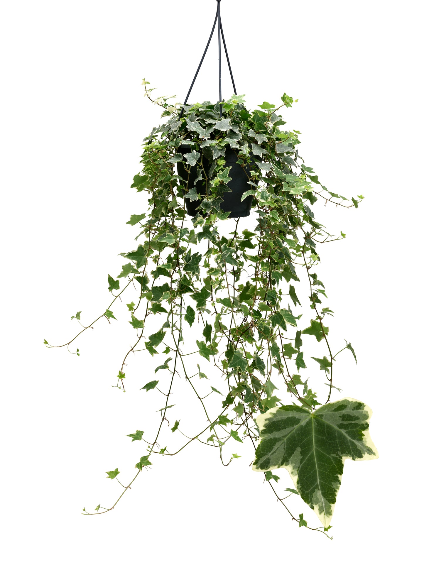 Berg Hedera Hedera helix Eva Pack of 4