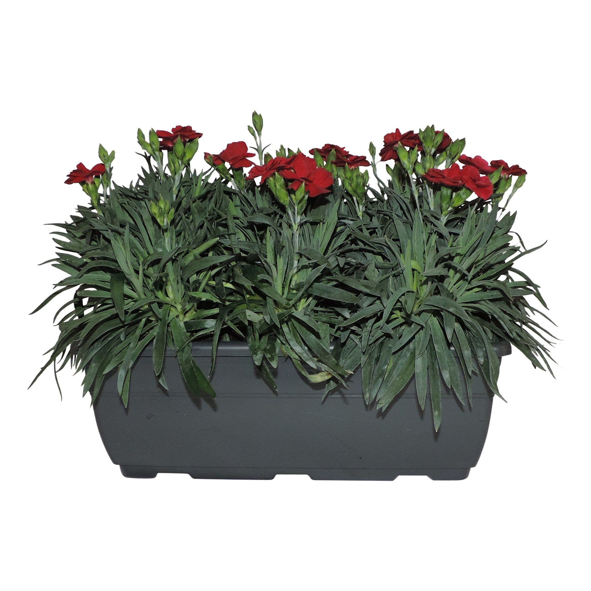 Dianthus Oscar Red 20cm 27cm Pot