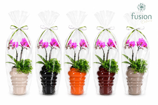 Keramiek ribbelpot met Phalaenopsis arrangement 2pp in klaphoes 43cm 12cm Pot
