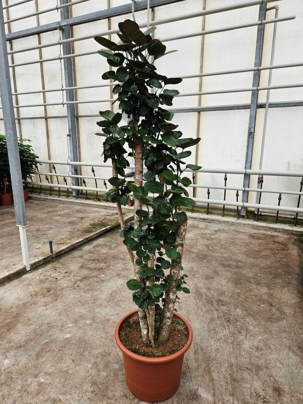 Polyscias Fabian 230cm 50cm Pot