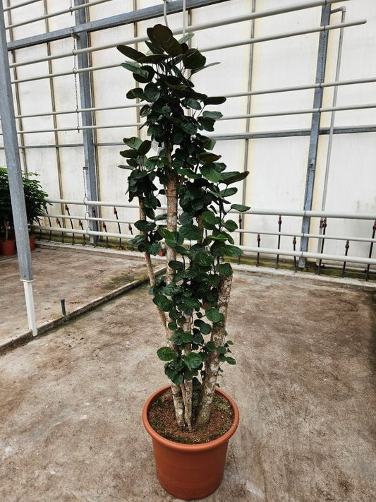 Polyscias Fabian 230cm 50cm Pot