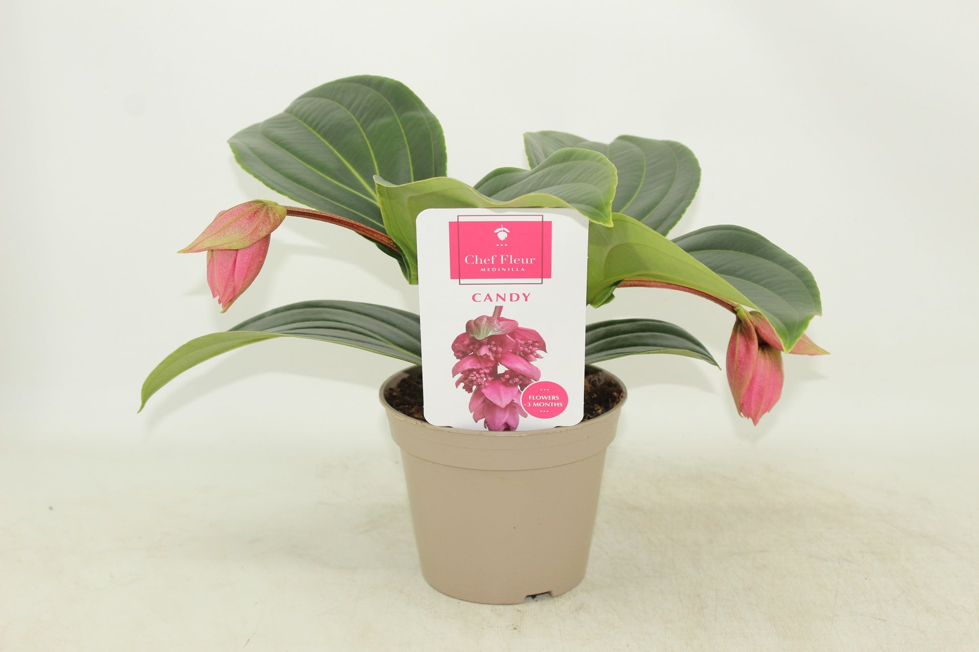 Medinilla mag. Candy 30cm 14cm Pot