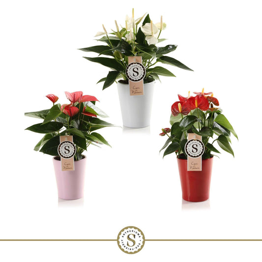 Anthurium mix ceramic 30cm 9cm Pot