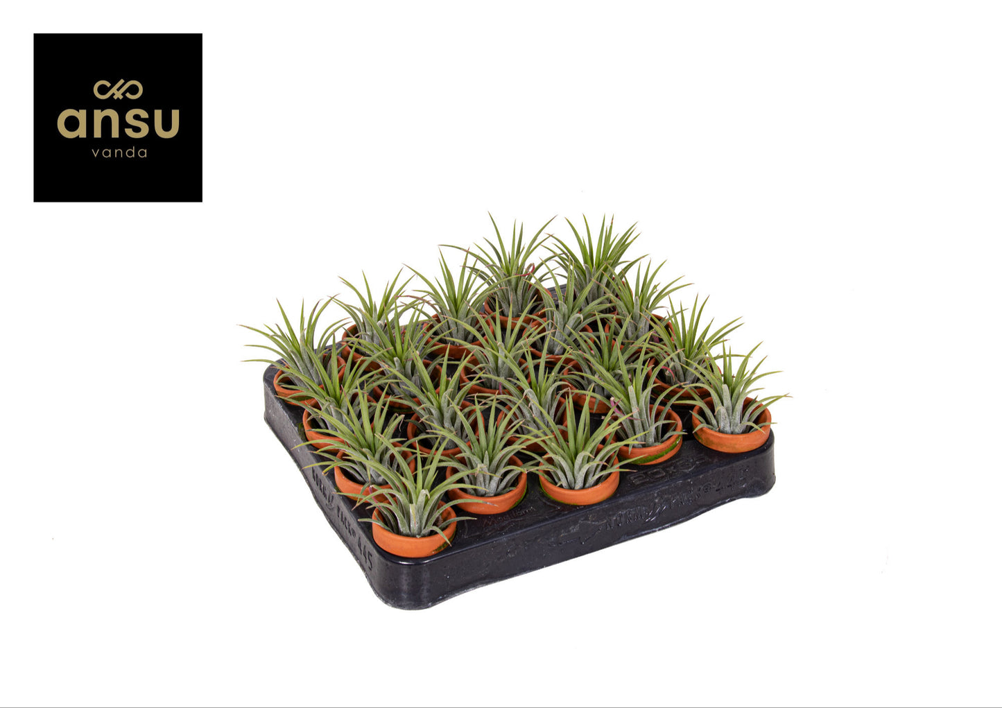 Tillandsia Creative red 9cm 5cm Pot