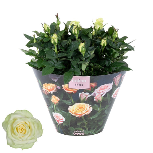 Nolina Kwekerijen Rose Patiohit white Pack of 2