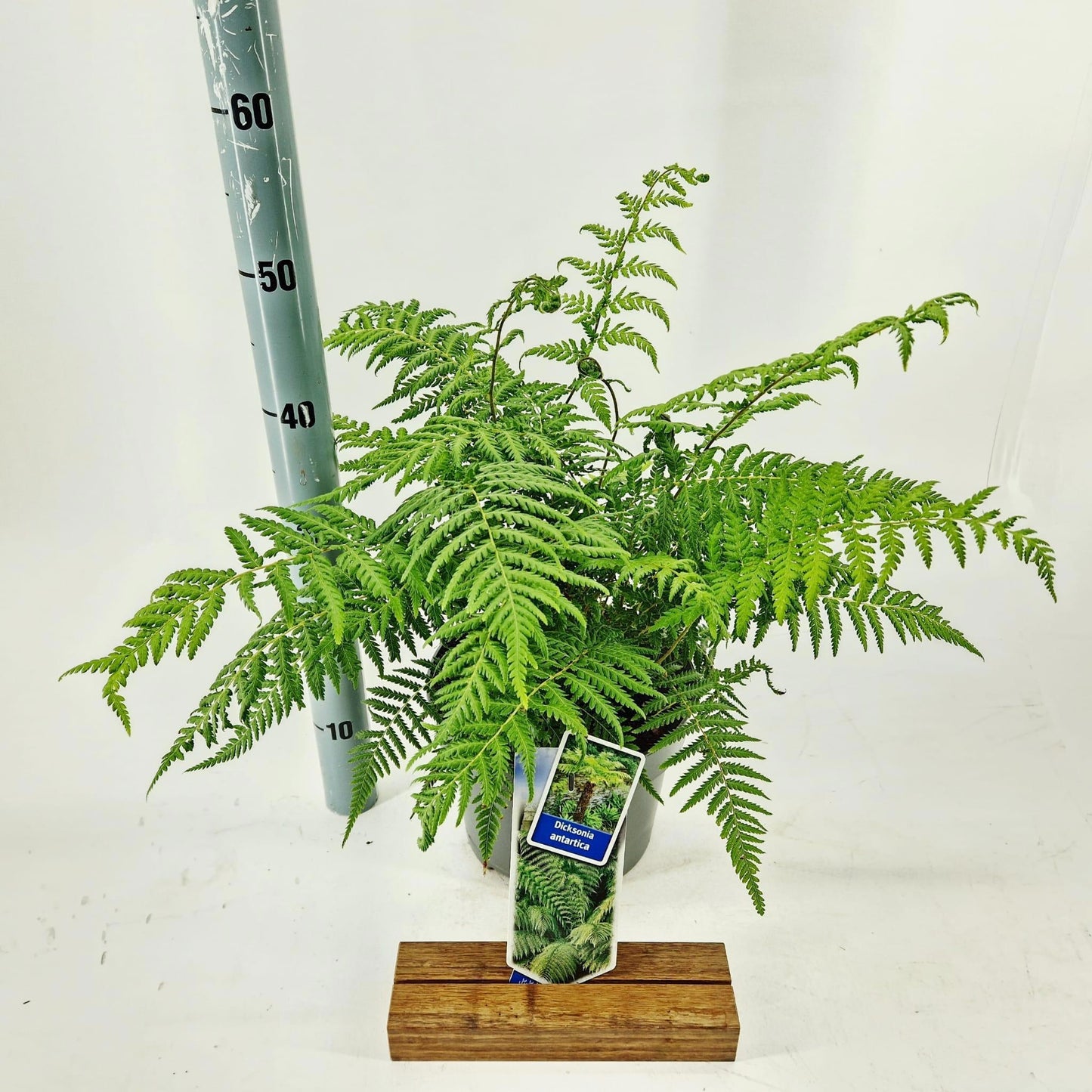 Dicksonia antarctica 40cm 23cm Pot