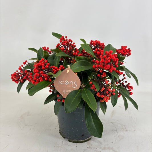 Skimmia japonica Lipstick 45cm 19cm Pot
