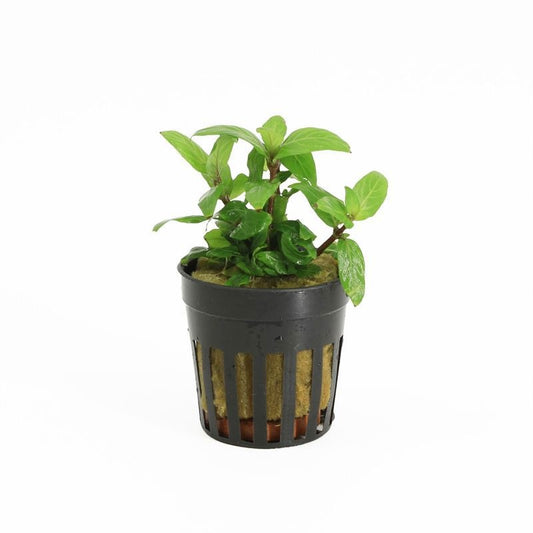Aquarium plant mix 10cm 5cm Pot