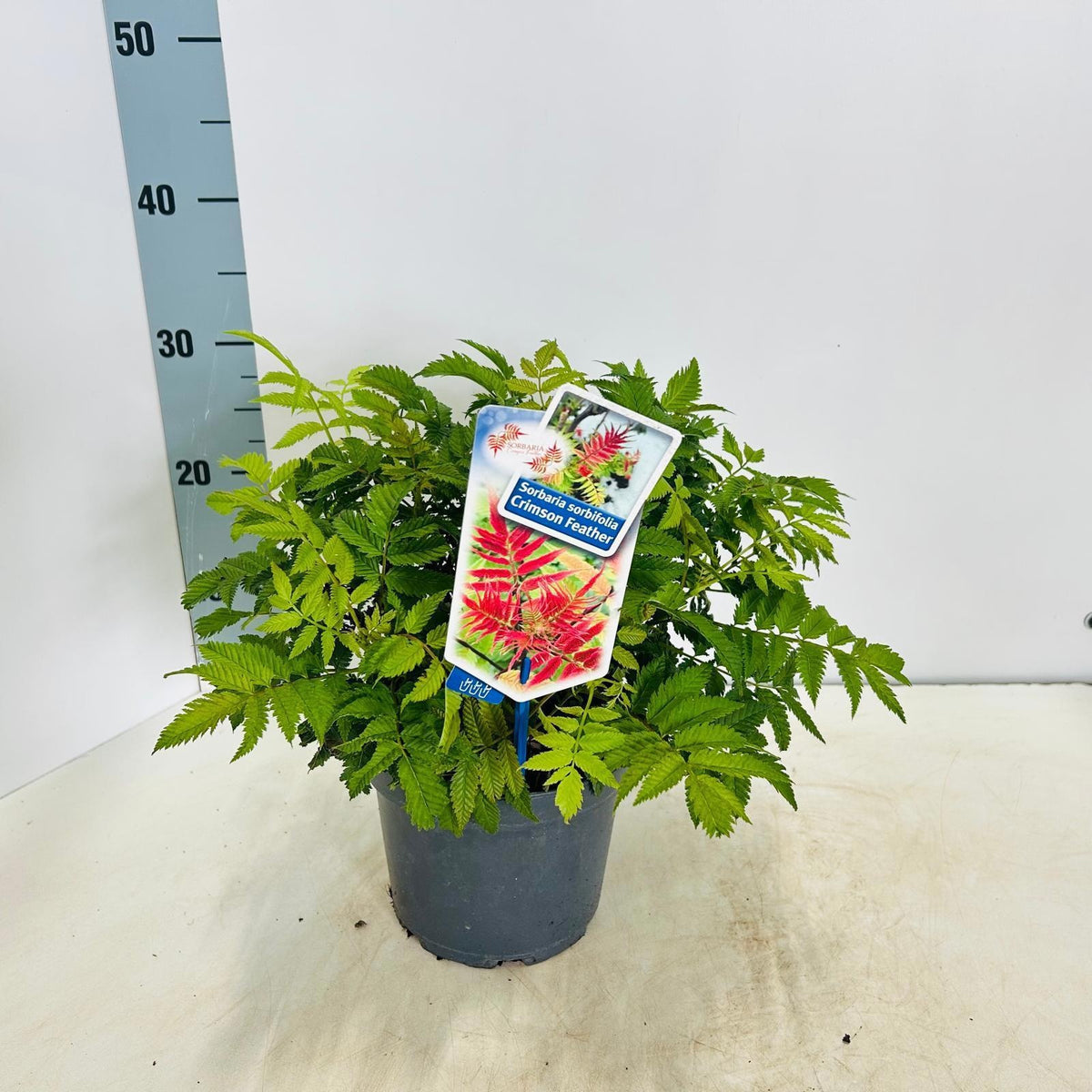 Sorbaria sorbifolia 30cm 17cm Pot