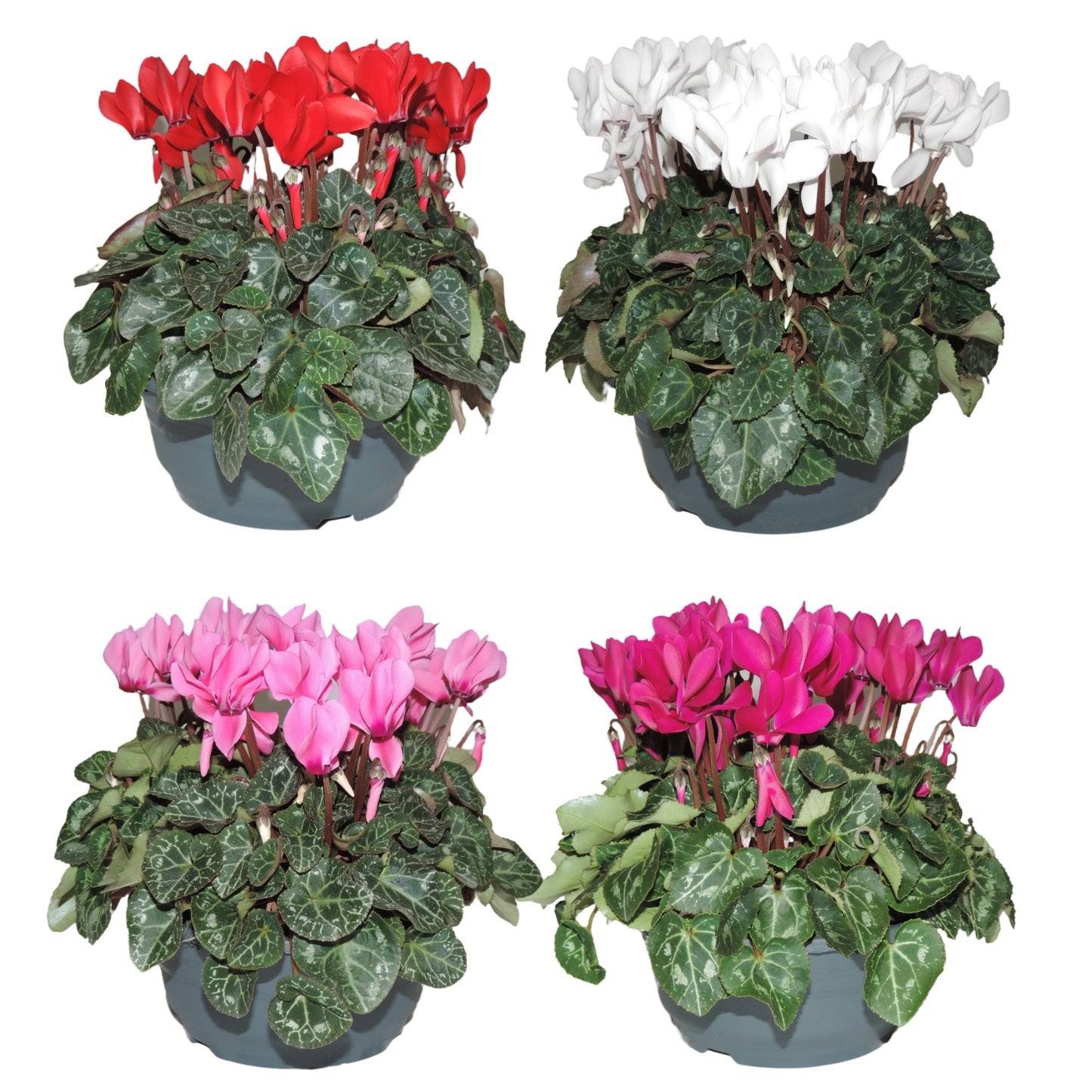 Cyclamen Verano 25cm 19cm Pot