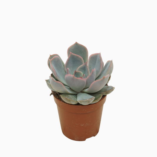 Echeveria Orion 8cm 5.5cm Pot