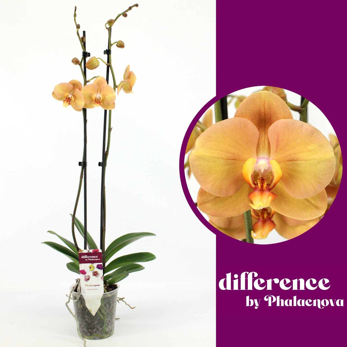 Phalaenopsis orange 75cm 12cm Pot