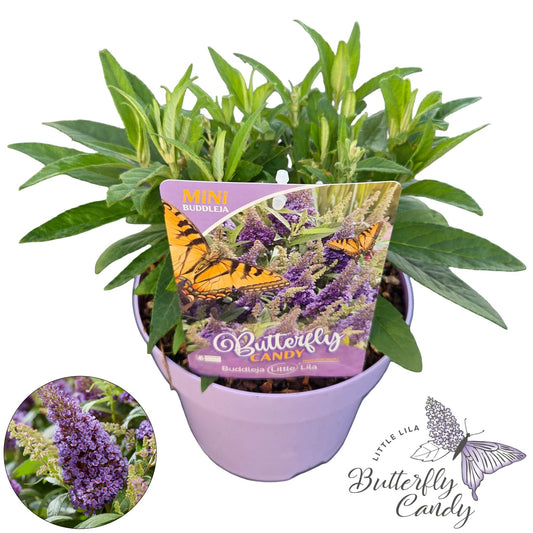 Buddleja Butterfly Candy Little Lila 40cm 19cm Pot