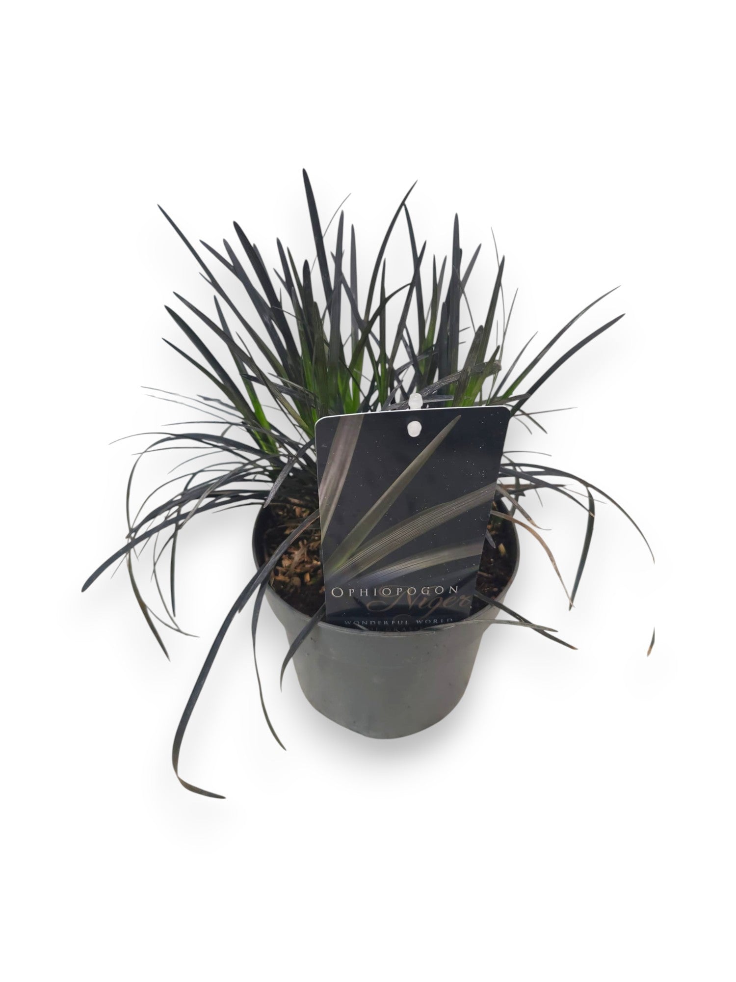 Ophiopogon plan. Nigrescens 37cm 17cm Pot