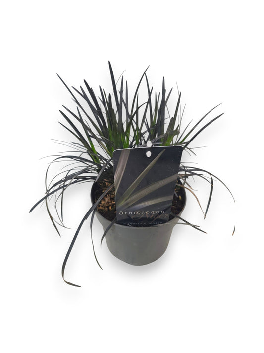 Ophiopogon plan. Nigrescens 37cm 17cm Pot