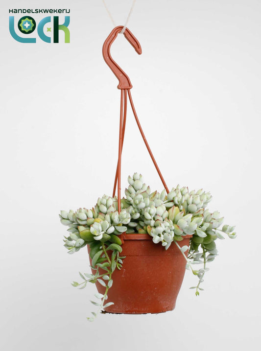 Cotyledon Pendens 25cm 12cm Pot
