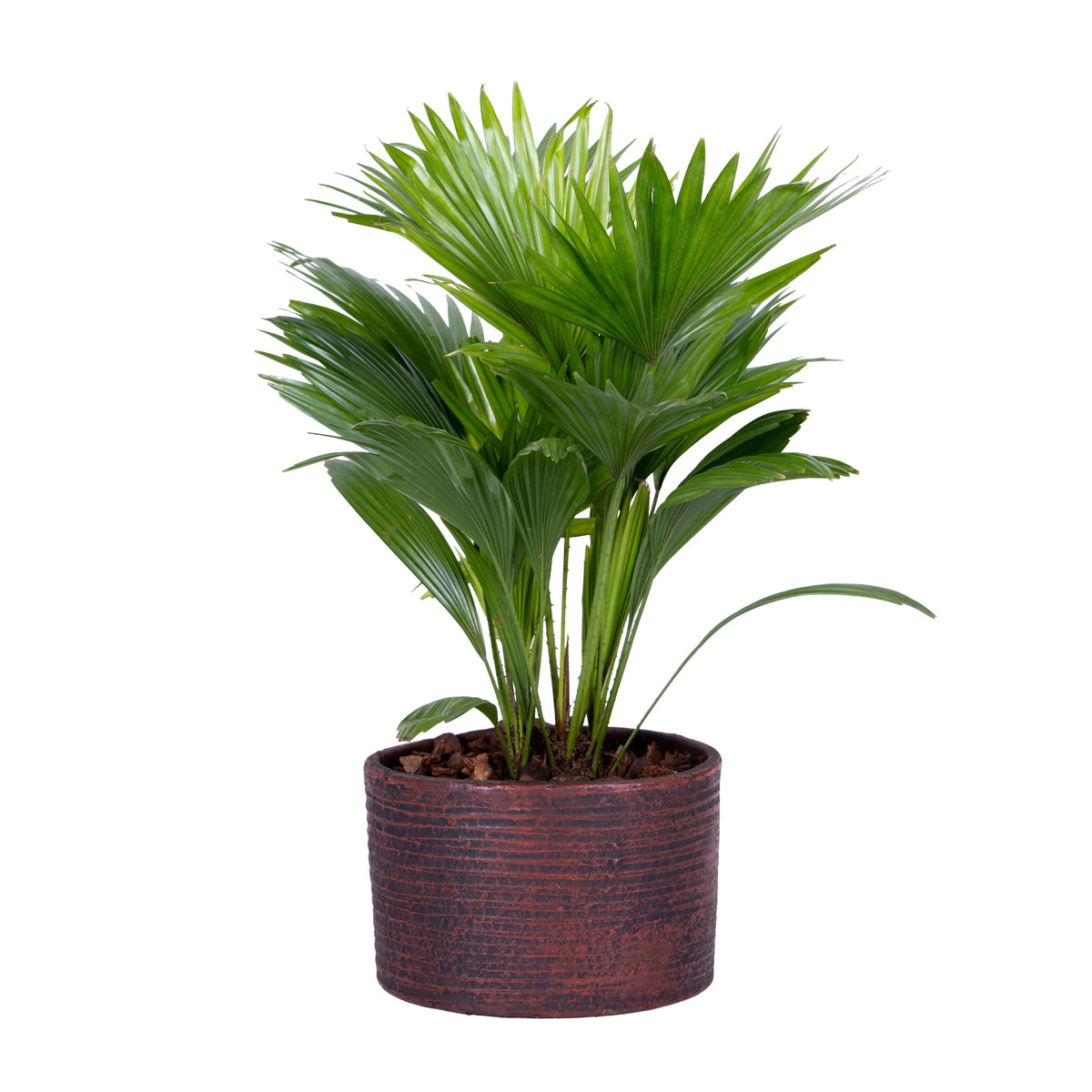 Livistona rotundifolia 45cm 20cm Pot