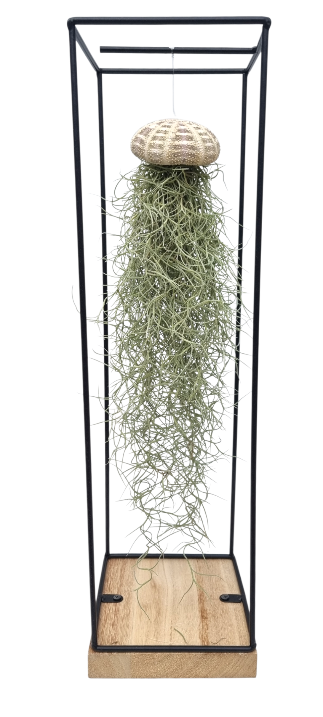 Tillandsia cyanea 15cm Pot
