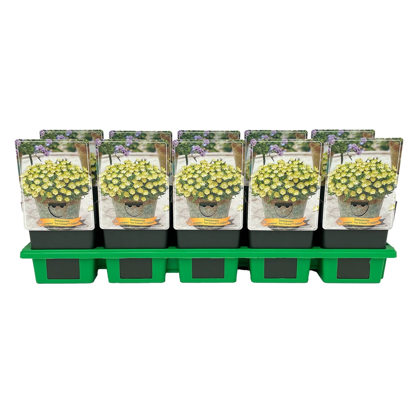 Delosperma Ice Cream Yellow 25cm 11cm Pot