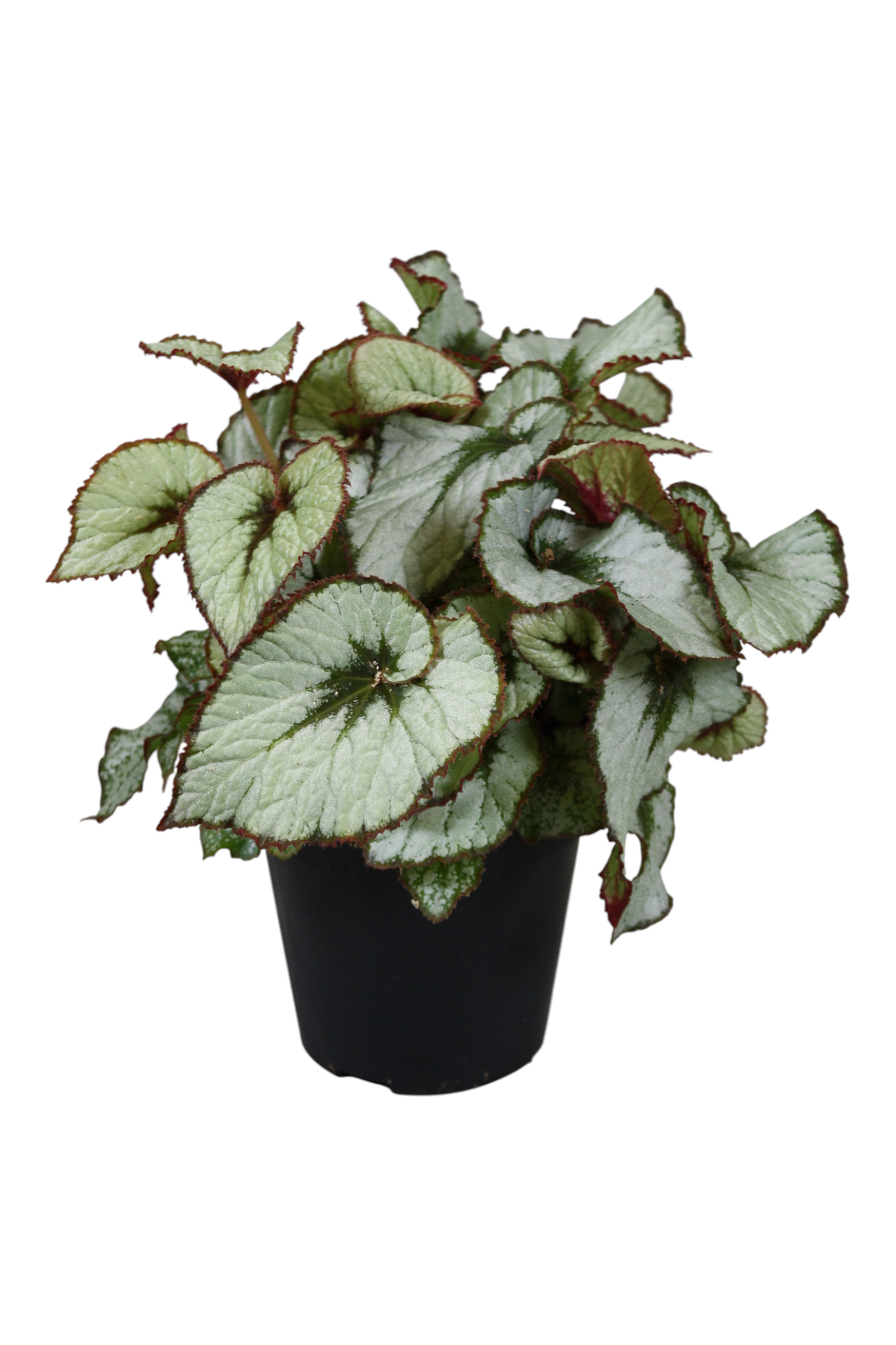 Begonia rex Escargot 30cm 15cm Pot