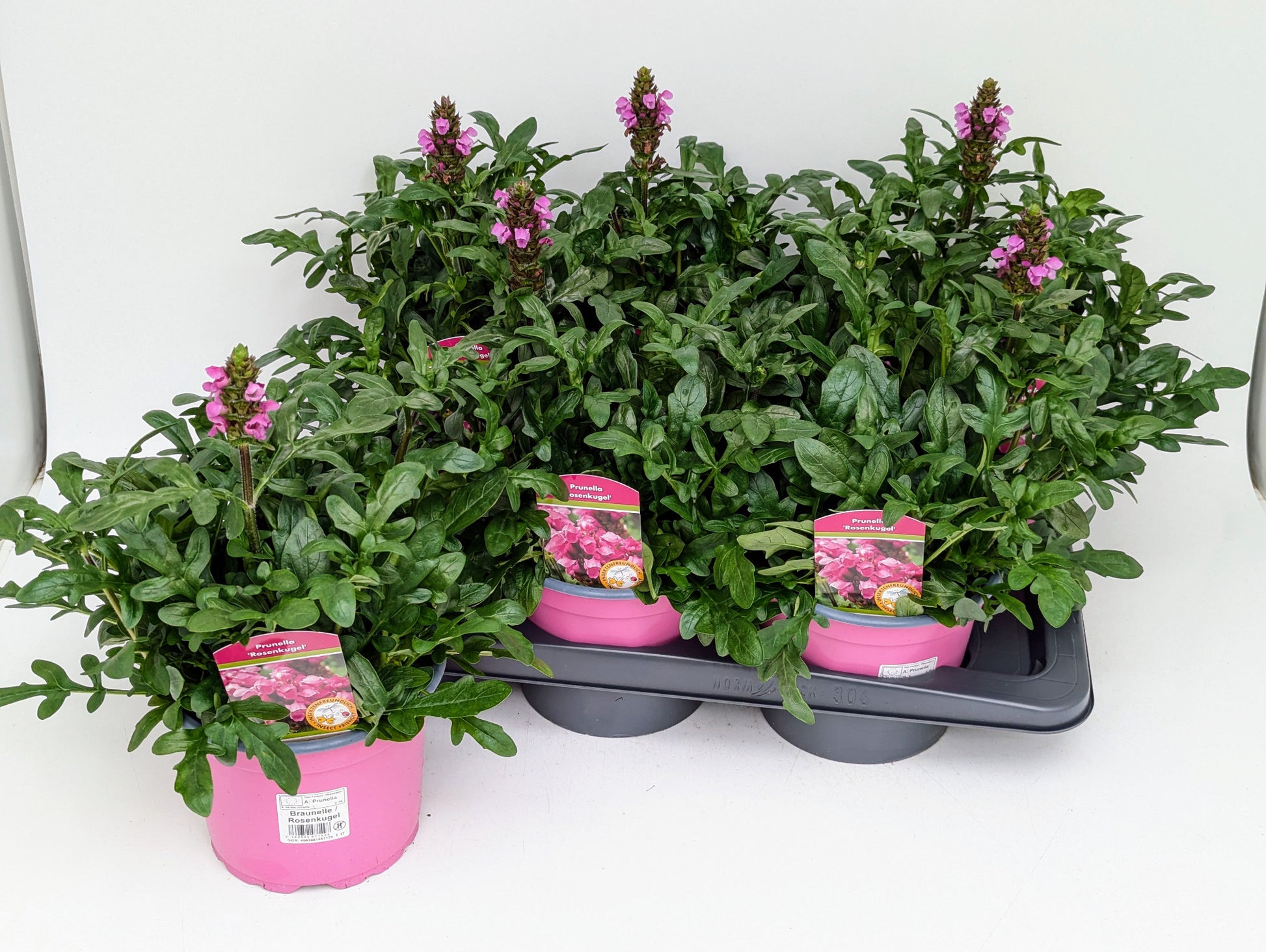 Prunella grandiflora 35cm 17cm Pot