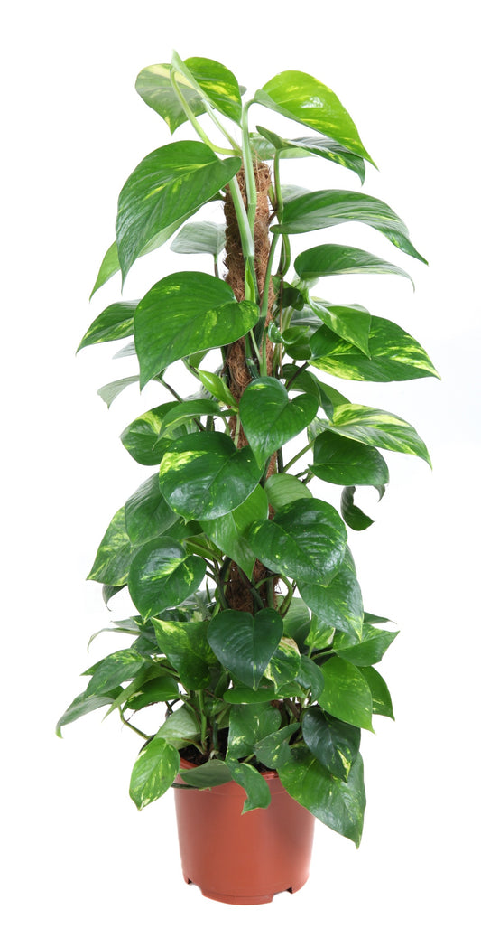 Epipremnum pinatum Mossspole 90cm 19cm Pot