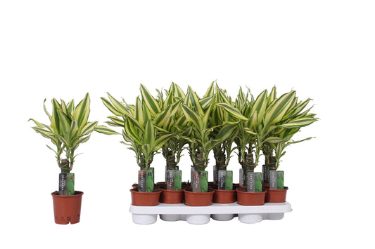 Dracaena fragrans Yellow Coast 35cm 11cm Pot