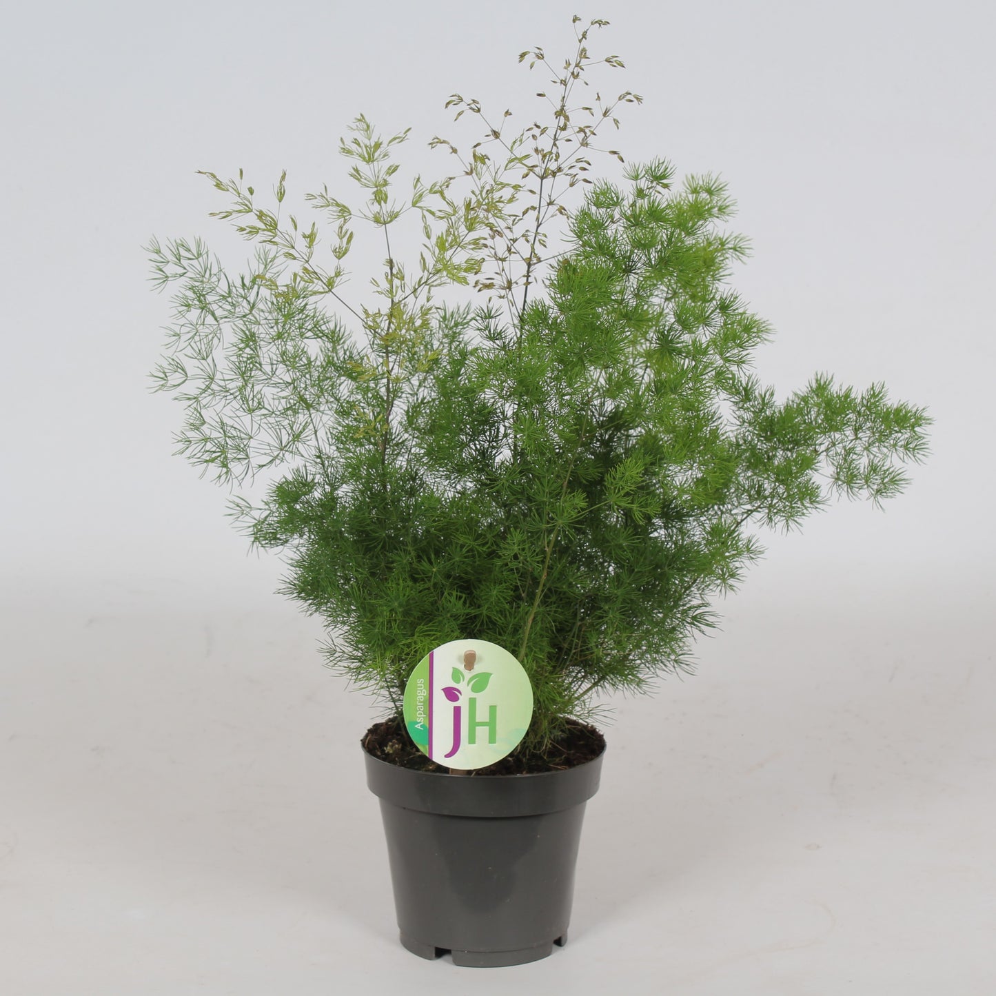 Heijnen Potplanten, J. Asparagus Myriocladus Pack of 10