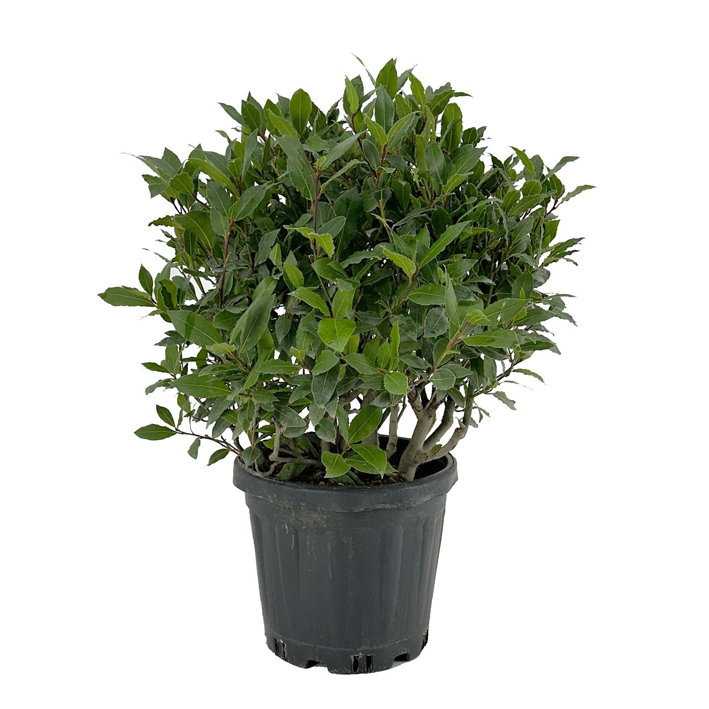 Laurus nobilis 55cm 25cm Pot