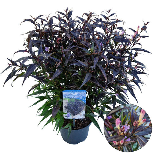Strobilanthes anisophylla  Brunetthy 50cm 19cm Pot