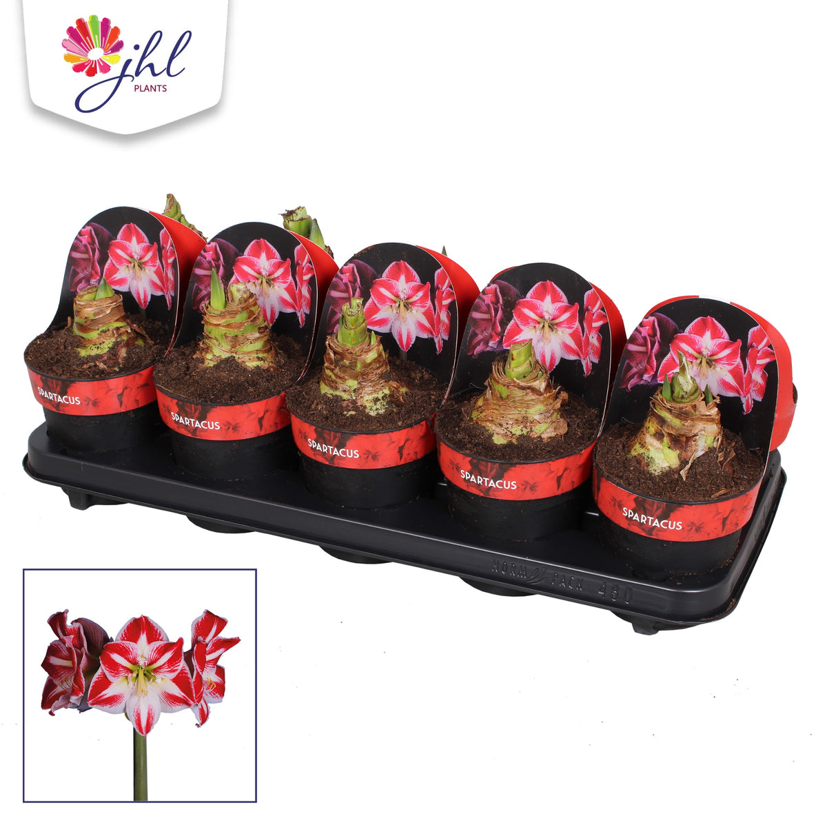 Hippeastrum Spartacus 25cm 12cm Pot