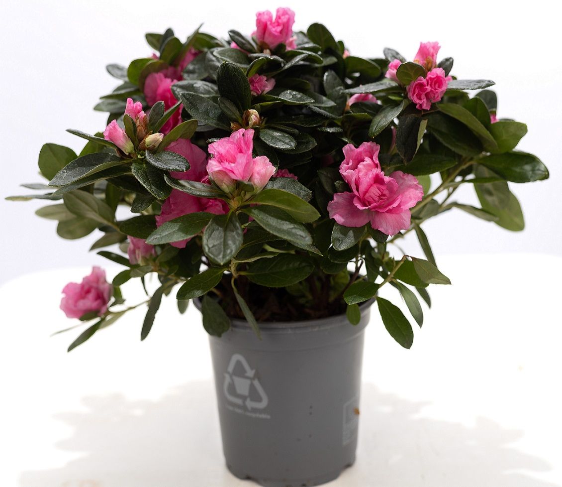 Rhododendron Terra Nova 25cm 12cm Pot