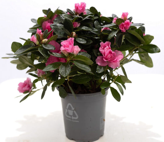 Rhododendron Terra Nova 25cm 12cm Pot