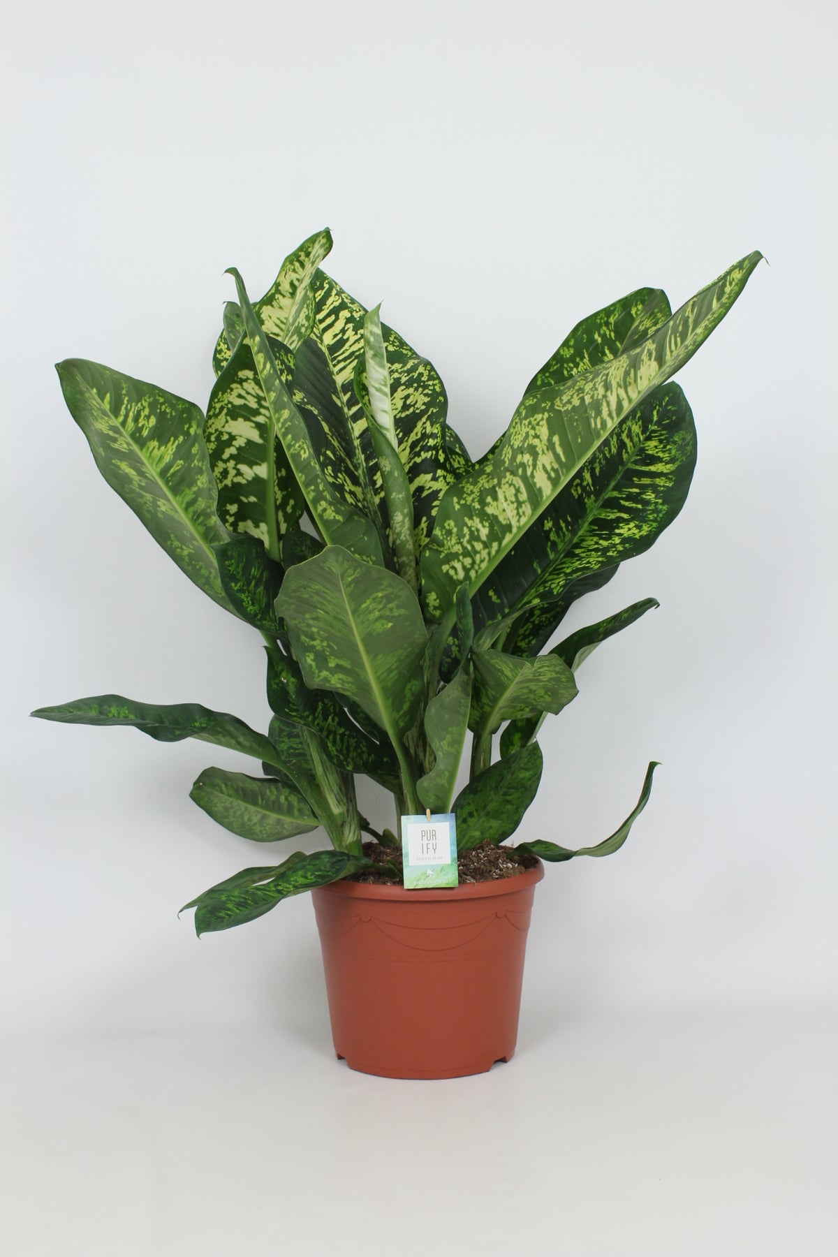 Dieffenbachia Crown 110cm 35cm Pot