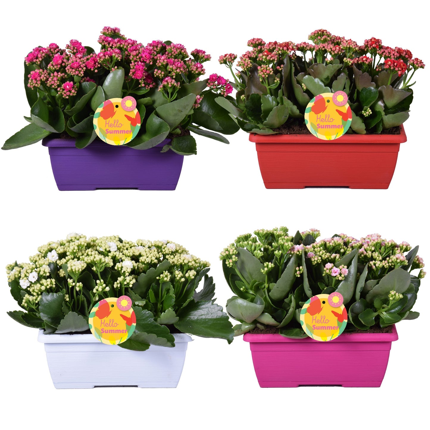 Kalanchoe mix 25cm 25cm Pot
