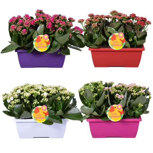 Kalanchoe mix 25cm 25cm Pot