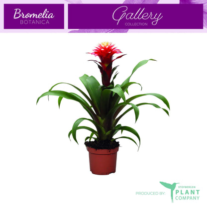 Guzmania 40cm 9cm Pot