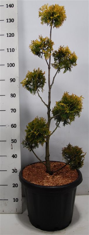 Bloemenkampen BV, Hkw. de Thuja occidentalis Yellow Ribbon Pack of 1