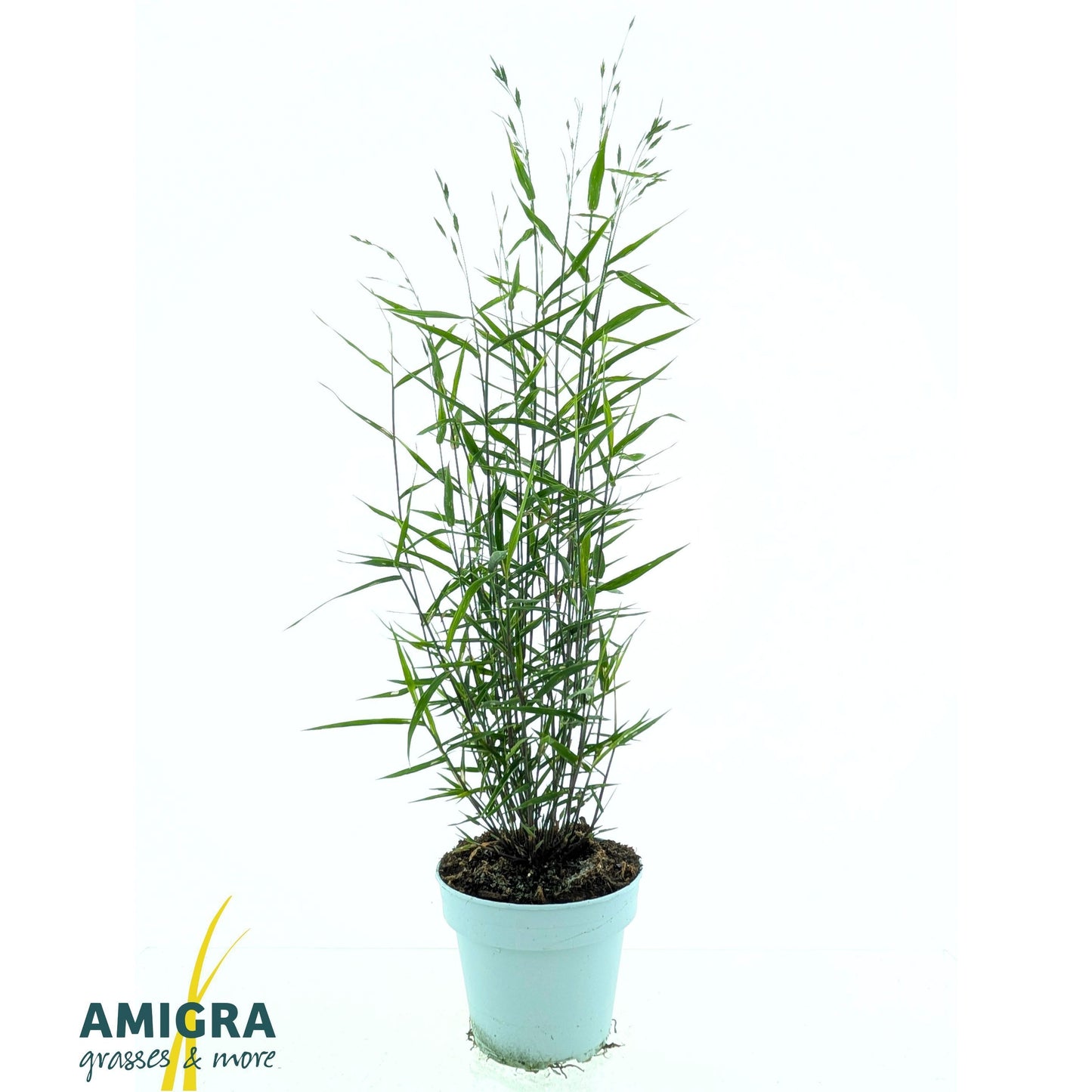 Perennial mix 70cm 15cm Pot