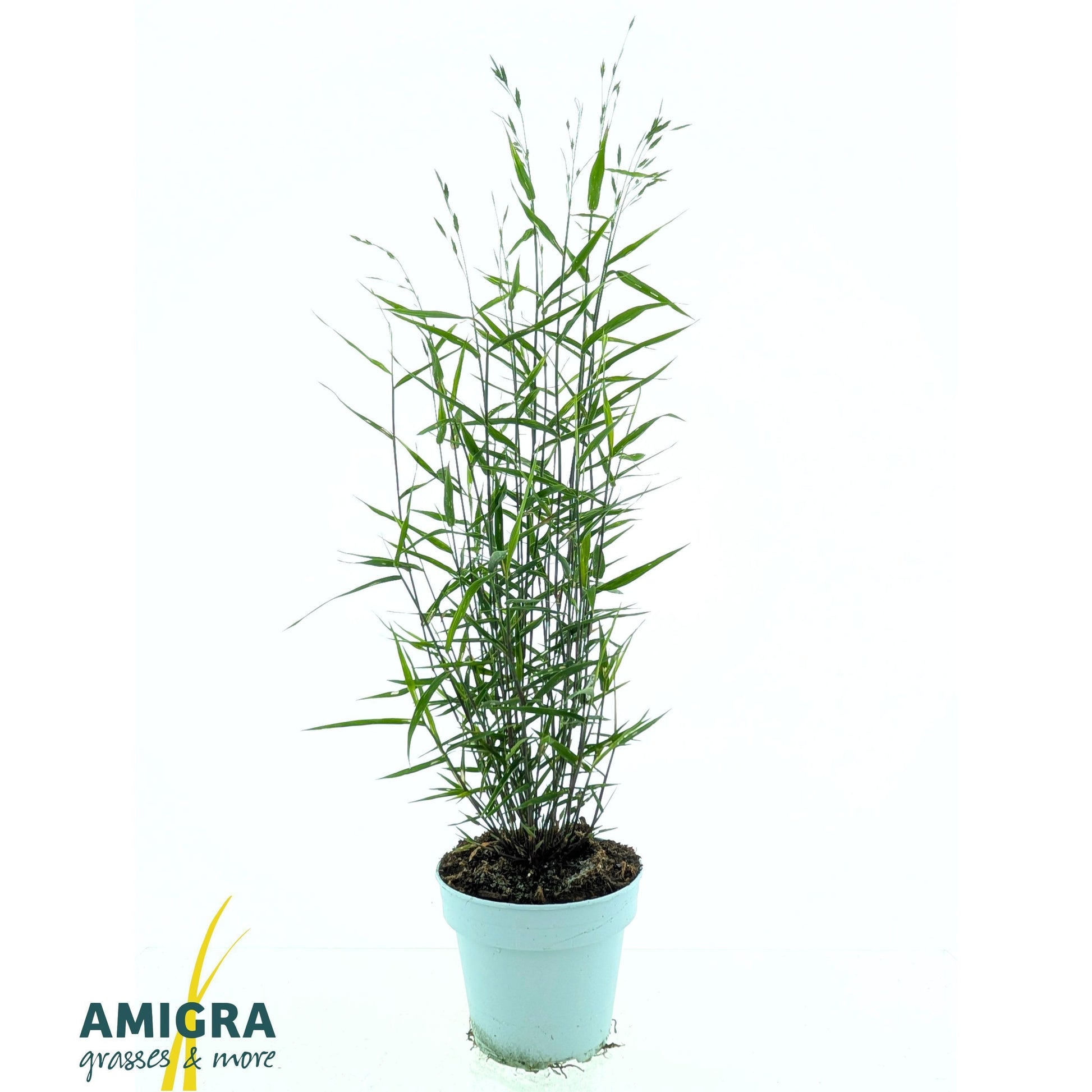 Perennial mix 70cm 15cm Pot